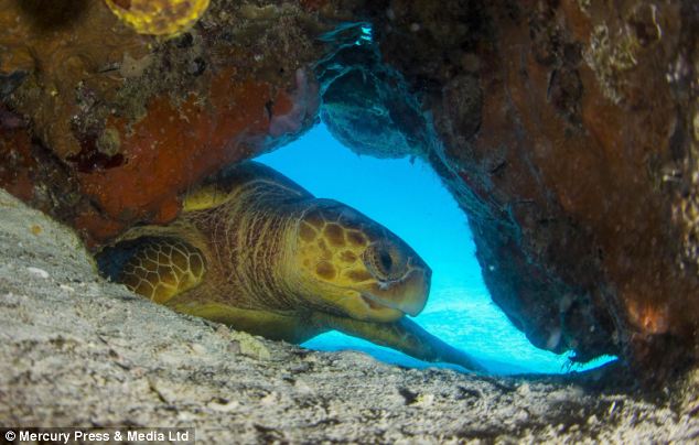 摄影师潜水遇珍稀海龟 自拍与其亲密接触瞬间