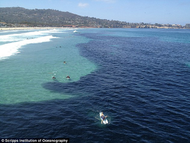 美加州巨型鱼群“染黑”海水惊呆游人(图)