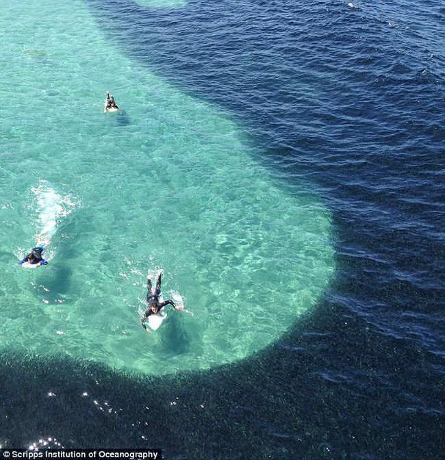 美加州巨型鱼群“染黑”海水惊呆游人(图)