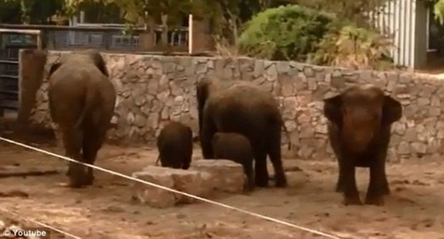 以色列动物园感人一幕：大象听到防空警报保护小象