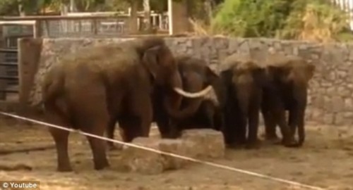 以色列动物园感人一幕：大象听到防空警报保护小象