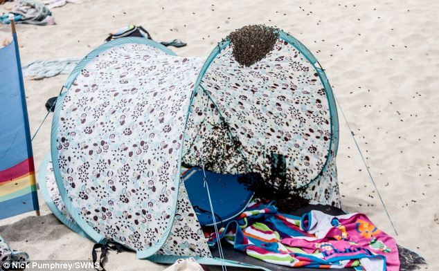 英格兰海滩一小帐篷突遭万只蜜蜂围攻