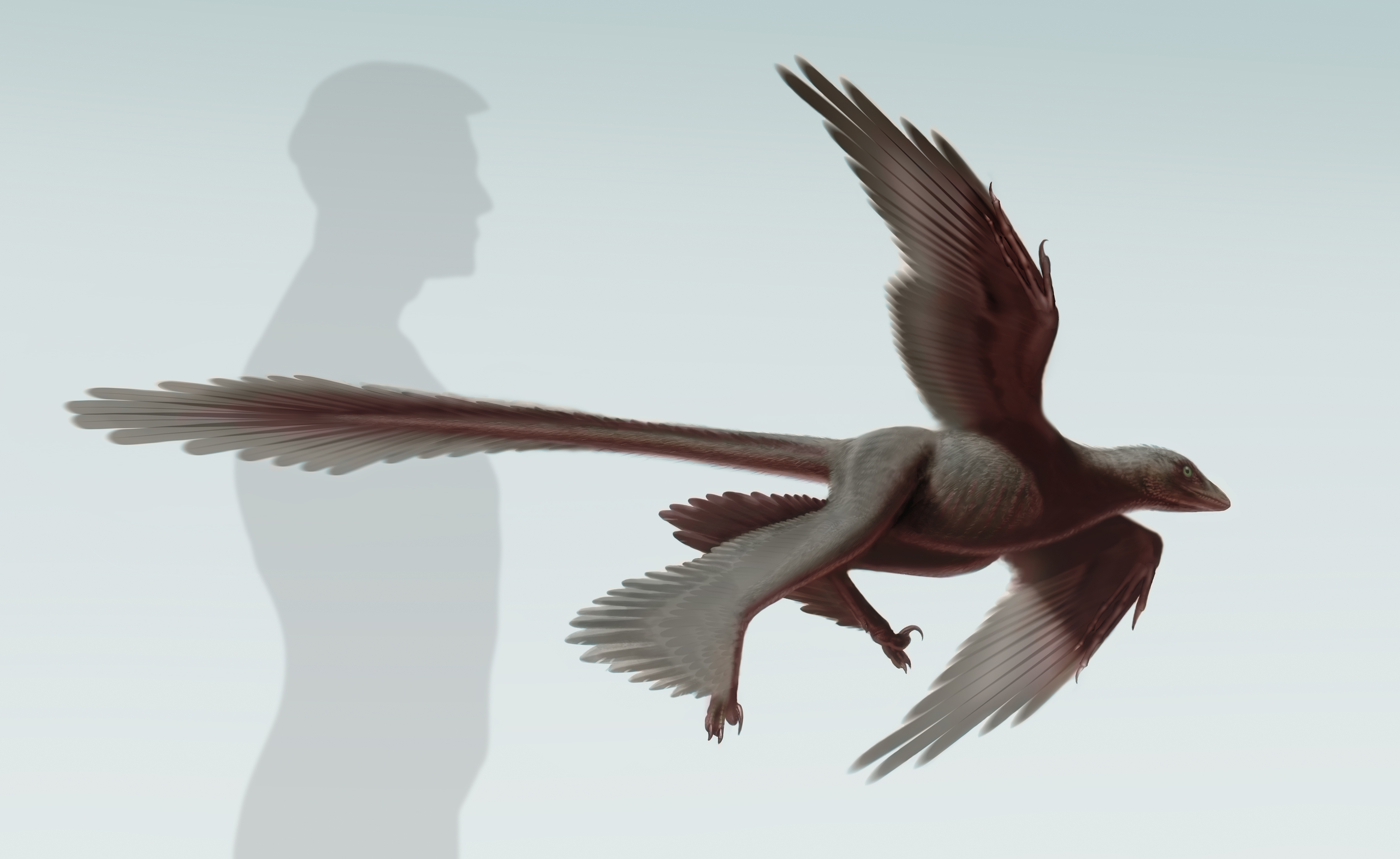 最大“四翼”恐龙全身长满羽毛