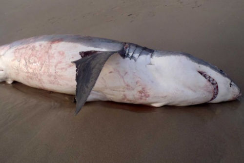澳洲海滩现鲨鱼尸体 疑因贪吃被巨型海狮噎死