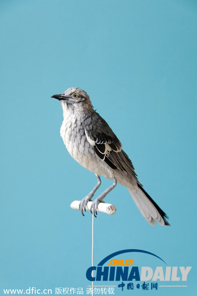 哥伦比亚艺术家制纸质鸟类雕塑 做工精巧栩栩如生