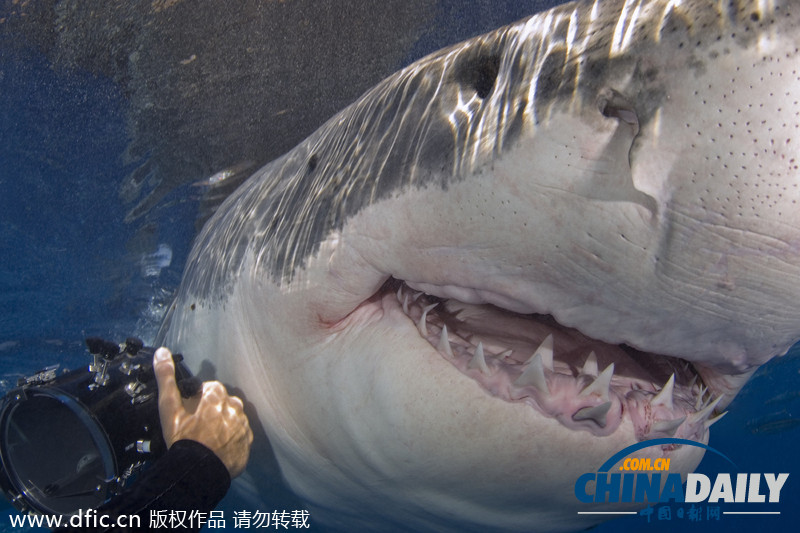英国摄影师水下与鲨鱼“共舞” 专挑进食时段