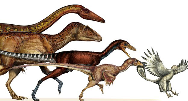 恐龙体型持续缩小进化出鸟类