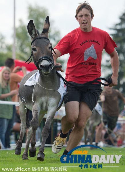 德国趣味“驴子赛跑” 选手驴子齐狂奔