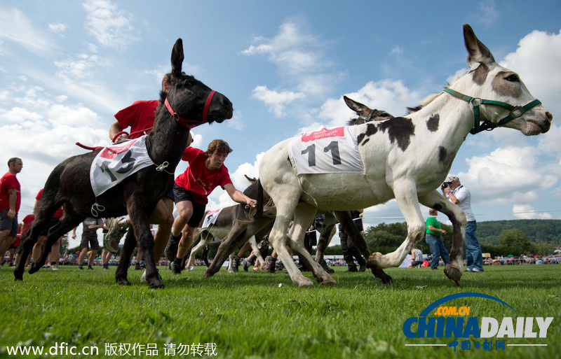 德国趣味“驴子赛跑” 选手和驴子齐狂奔