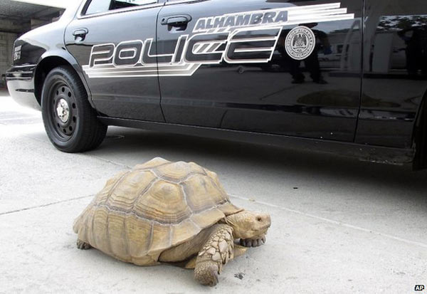 巨型龟和美国警察玩“巷战” 现已被认领
