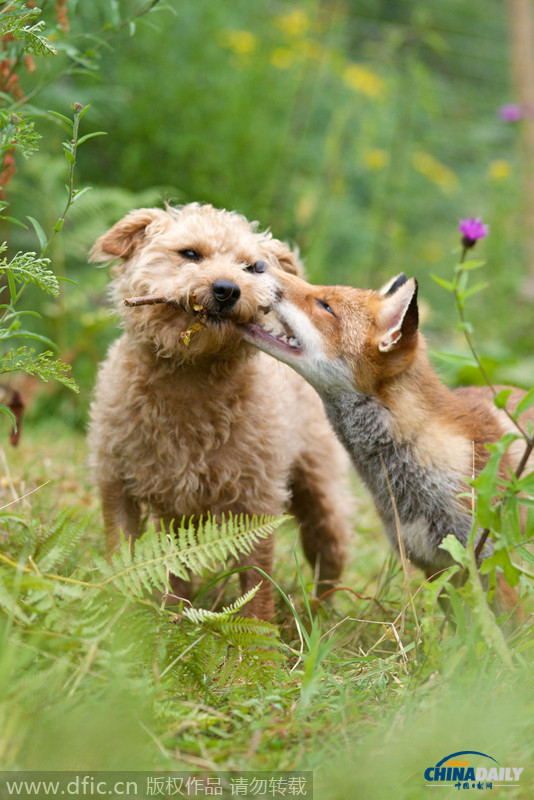 英国猎犬与狐狸成小伙伴 玩耍嬉闹让人心暖