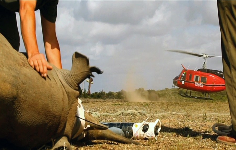 南非用直升机给犀牛“搬家”(组图)