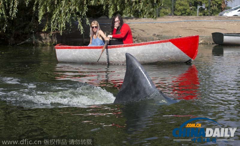 伦敦公园湖中惊现“大白鲨” 吓傻划船游客