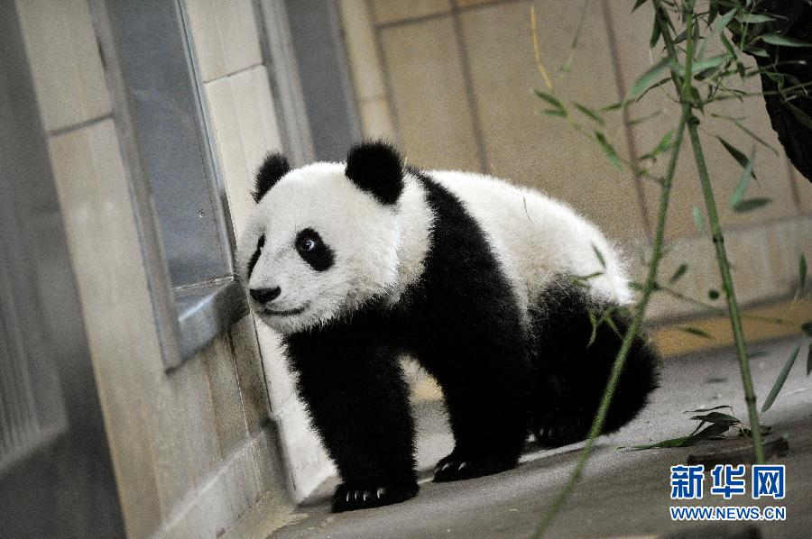 维也纳大熊猫宝宝“福豹”满周岁（组图）