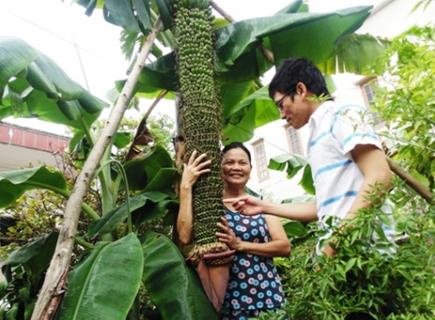 越南现超级香蕉树 一穗已结出超3000个香蕉