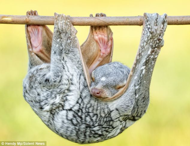 聪明飞行狐猴用身体做吊床小憩 睡态舒适自然