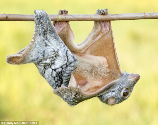 聪明飞行狐猴用身体做吊床小憩 睡态舒适自然