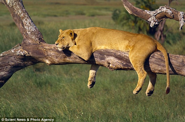 像猫一样小睡：俄罗斯摄影师拍到母狮挂树上睡觉
