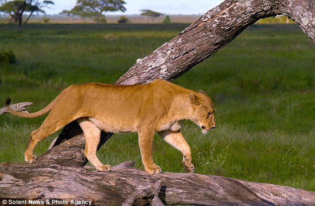 像猫一样小睡：俄罗斯摄影师拍到母狮挂树上睡觉