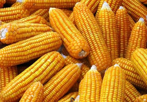 越南将允许使用转基因玉米