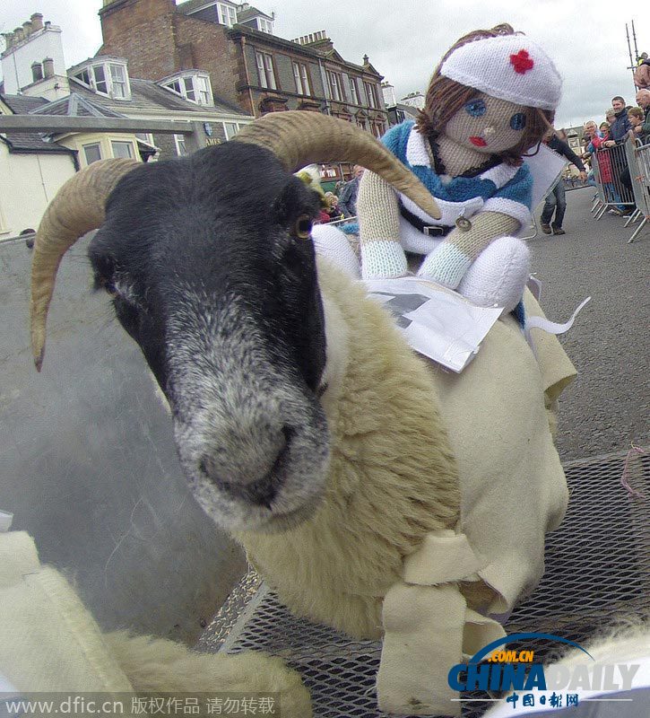 英国年度绵羊赛跑大赛 “喜羊羊”你追我赶乐趣多
