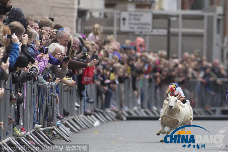 英国年度绵羊赛跑大赛 “喜羊羊”你追我赶乐趣多