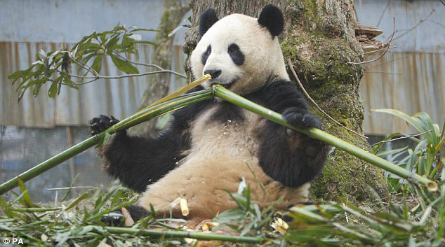 为保证中国旅英熊猫顺利产崽 爱丁堡动物园成禁飞区