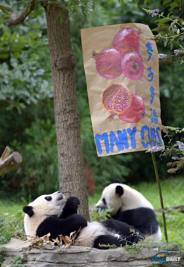 美国动物园庆熊猫“宝宝”一周岁 举办隆重庆生活动