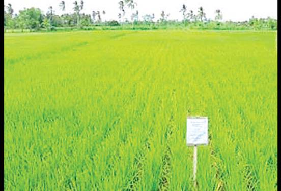 菲律宾超越中国和印度成亚洲进步最大的稻米生产国
