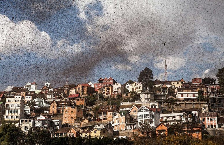 非洲马达加斯加首都上空被蝗虫“黑云”笼罩