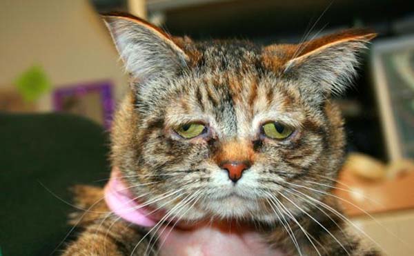 美悲催小猫天生“面瘫脸” 欲寻新主人(组图)