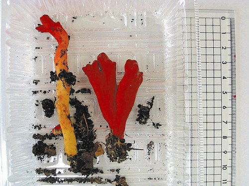 日本山形县发现剧毒蘑菇 酷似手指呈红色(图)