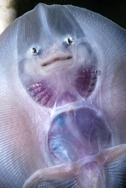 透明生物：复杂却又坦荡 玻璃身被一眼看穿