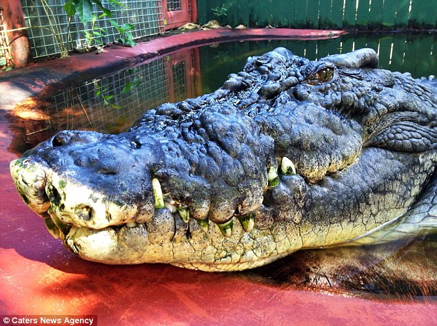 澳洲84岁猎手与世界最大鳄鱼惊险生活30年