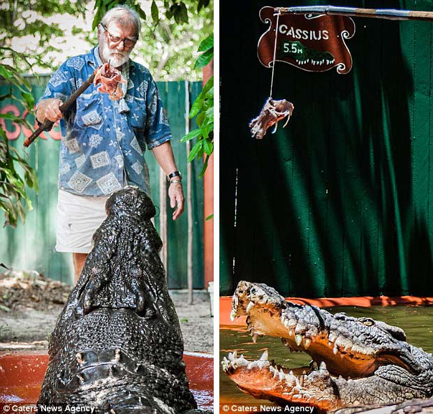 澳洲84岁猎手与世界最大鳄鱼惊险生活30年