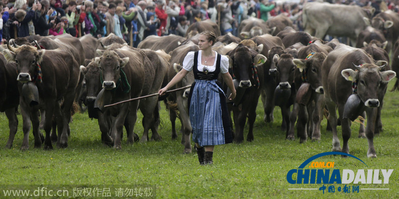 德国举办“赶牛下山节” 近千头牛一同下山浩浩荡荡