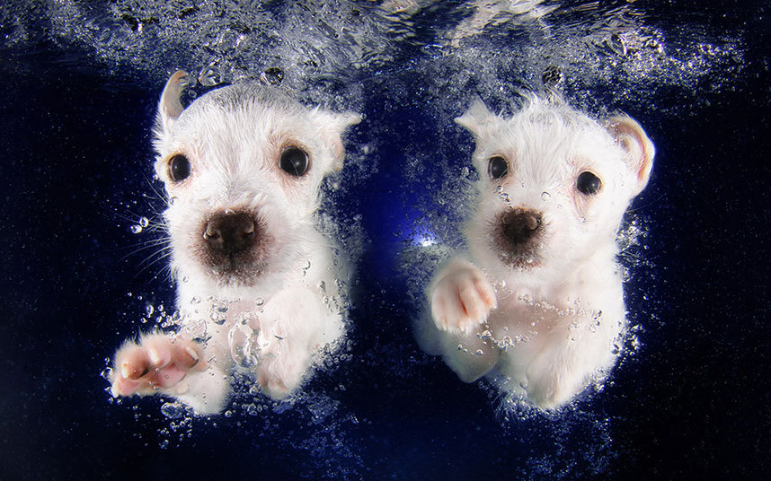 水下狗狗姿态万千 眼神动作吓人搞笑