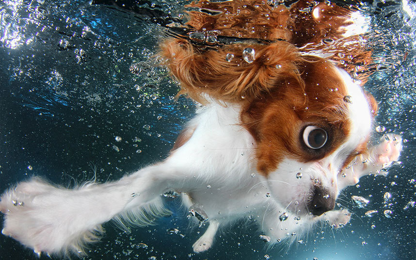 水下狗狗姿态万千 眼神动作吓人搞笑