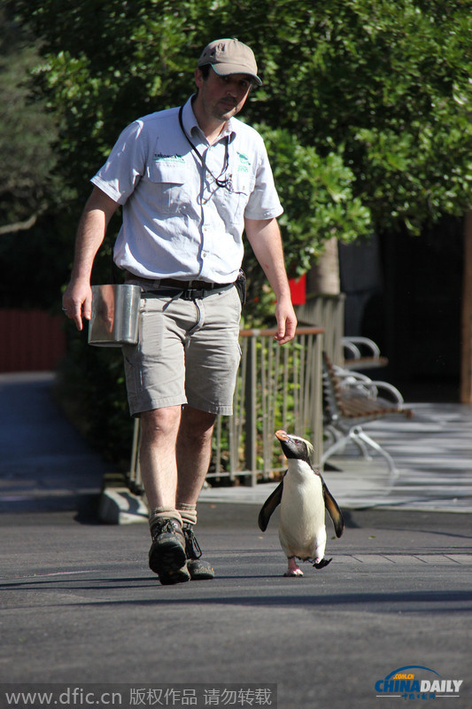悉尼动物园傲娇小企鹅跟饲养员一起开心散步