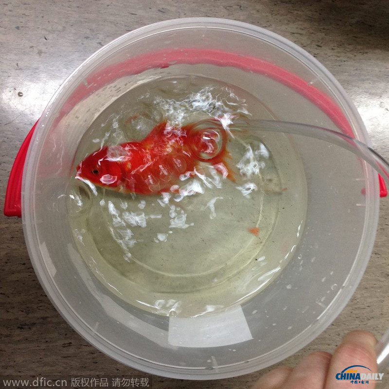 澳大利亚金鱼患脑瘤 主人不弃让它接受手术后康复