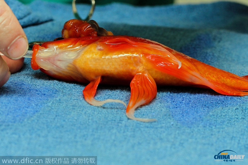 澳大利亚金鱼患脑瘤 主人不弃让它接受手术后康复