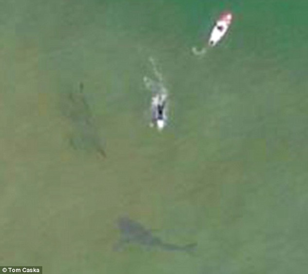 冲浪者偶遇大白鲨捕食 亲密接触竟浑然不知