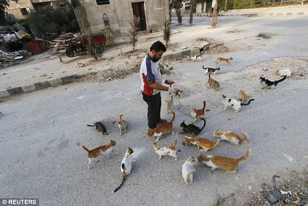战火中的温情：叙利亚废墟城里的养猫人