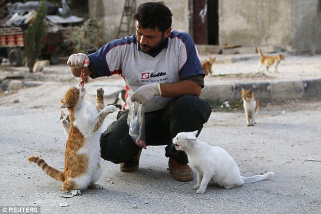 战火中的温情：叙利亚废墟城里的养猫人