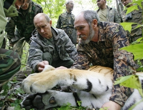 普京：老虎日为俄罗斯“最鲜艳的生态节日”