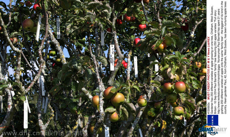 英国“神树”结250种苹果 各种大小颜色应有尽有