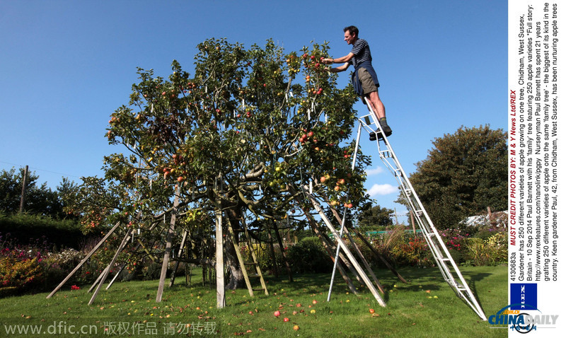 英国“神树”结250种苹果 各种大小颜色应有尽有