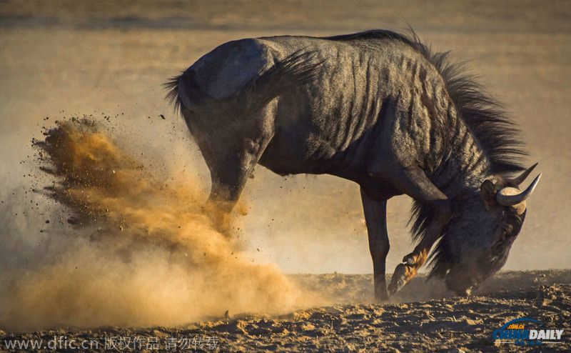 调皮牛羚在尘土中翻滚玩耍 画面格外唯美