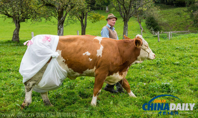 欧盟新规限粪肥梯度 奶牛也要穿上“尿不湿”