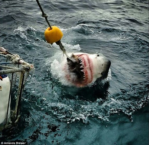 美国女汉子抓拍大白鲨特写镜头 场面震撼